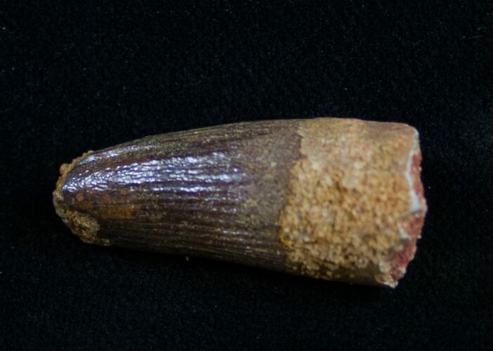 Well Preserved Fossil Crocodile Tooth - Morocco #10050